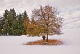 Phoca Thumb M Baumgruppe Im Schnee 0221 2012